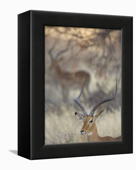 Two Impalas Amid Grass and Trees, Samburu National Reserve, Kenya-Arthur Morris-Framed Premier Image Canvas