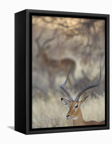 Two Impalas Amid Grass and Trees, Samburu National Reserve, Kenya-Arthur Morris-Framed Premier Image Canvas