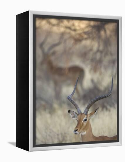 Two Impalas Amid Grass and Trees, Samburu National Reserve, Kenya-Arthur Morris-Framed Premier Image Canvas