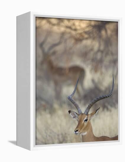 Two Impalas Amid Grass and Trees, Samburu National Reserve, Kenya-Arthur Morris-Framed Premier Image Canvas