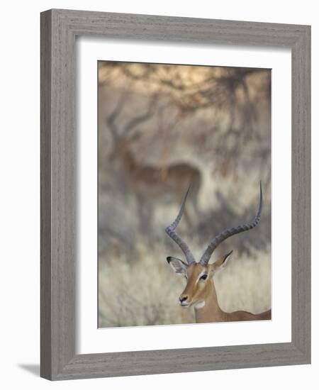 Two Impalas Amid Grass and Trees, Samburu National Reserve, Kenya-Arthur Morris-Framed Photographic Print