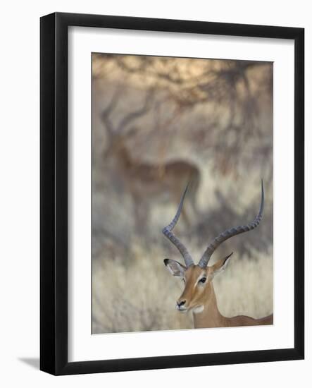 Two Impalas Amid Grass and Trees, Samburu National Reserve, Kenya-Arthur Morris-Framed Photographic Print