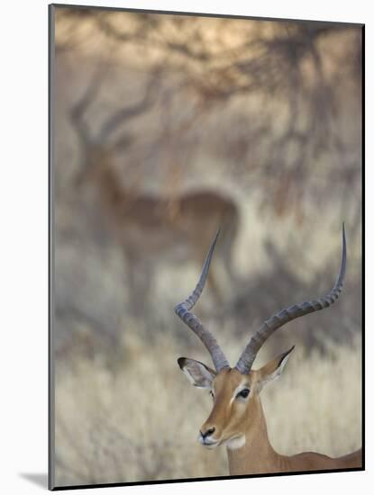Two Impalas Amid Grass and Trees, Samburu National Reserve, Kenya-Arthur Morris-Mounted Photographic Print