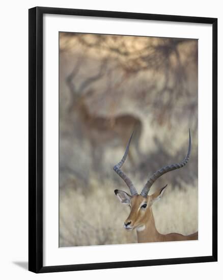 Two Impalas Amid Grass and Trees, Samburu National Reserve, Kenya-Arthur Morris-Framed Photographic Print