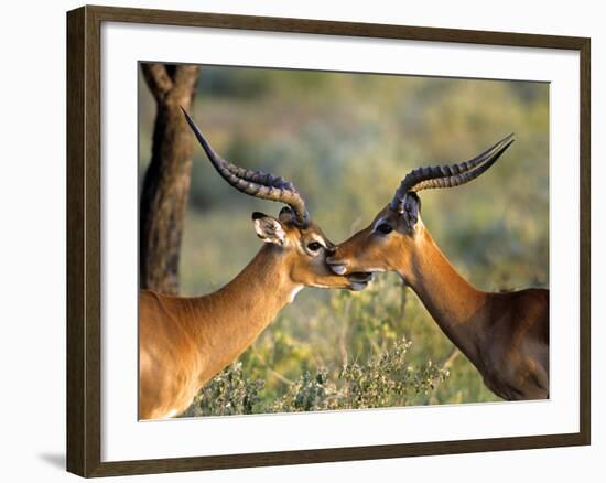 Two Impalas Standing Cheek to Cheek-John Alves-Framed Photographic Print