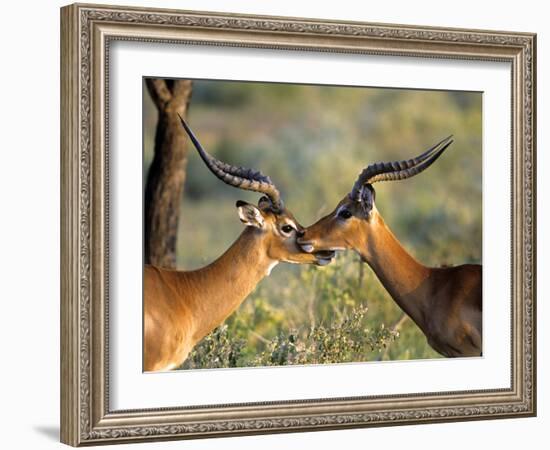 Two Impalas Standing Cheek to Cheek-John Alves-Framed Photographic Print