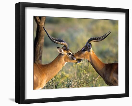 Two Impalas Standing Cheek to Cheek-John Alves-Framed Photographic Print