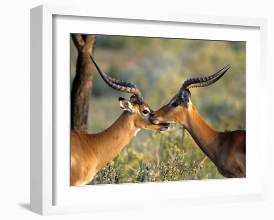 Two Impalas Standing Cheek to Cheek-John Alves-Framed Photographic Print