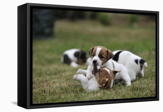 Two Jack Russell Terrier Puppies Playing, Two Others In The Background-David Pike-Framed Premier Image Canvas