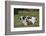 Two Jack Russell Terrier Puppies Playing, Two Others In The Background-David Pike-Framed Photographic Print