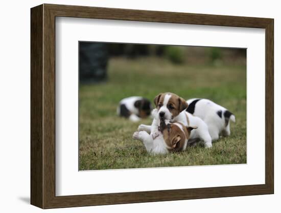 Two Jack Russell Terrier Puppies Playing, Two Others In The Background-David Pike-Framed Photographic Print