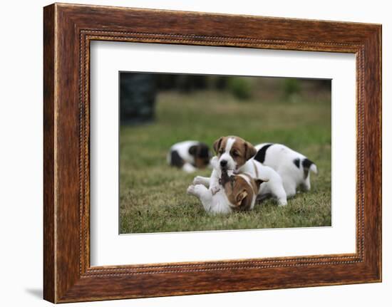 Two Jack Russell Terrier Puppies Playing, Two Others In The Background-David Pike-Framed Photographic Print