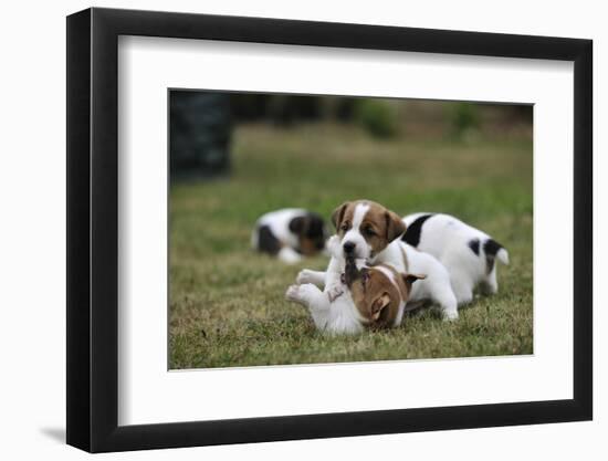 Two Jack Russell Terrier Puppies Playing, Two Others In The Background-David Pike-Framed Photographic Print