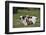 Two Jack Russell Terrier Puppies Playing, Two Others In The Background-David Pike-Framed Photographic Print