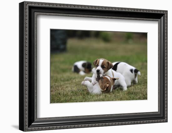 Two Jack Russell Terrier Puppies Playing, Two Others In The Background-David Pike-Framed Photographic Print