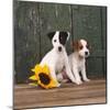 Two Jack Russell Terrier Puppies with Sunflower-null-Mounted Photographic Print