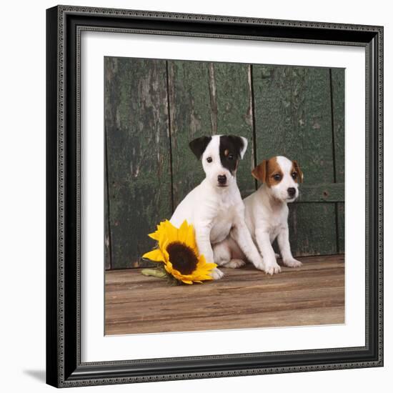 Two Jack Russell Terrier Puppies with Sunflower-null-Framed Photographic Print