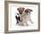 Two Jack Russell Terrier Pups Playing-Jane Burton-Framed Photographic Print