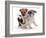 Two Jack Russell Terrier Pups Playing-Jane Burton-Framed Photographic Print