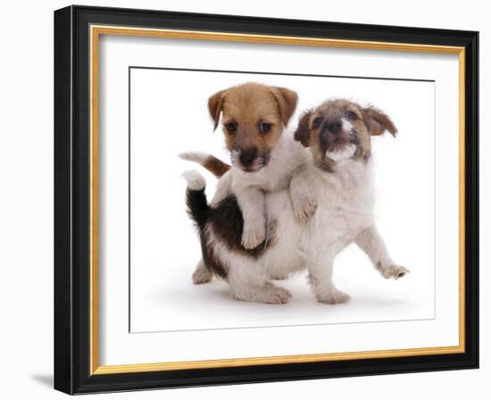 Two Jack Russell Terrier Pups Playing-Jane Burton-Framed Photographic Print