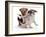 Two Jack Russell Terrier Pups Playing-Jane Burton-Framed Photographic Print