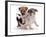 Two Jack Russell Terrier Pups Playing-Jane Burton-Framed Photographic Print