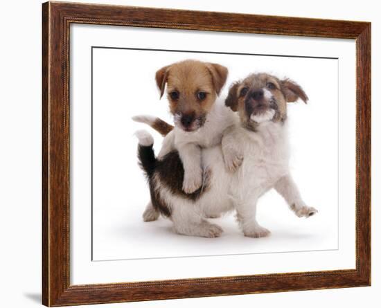 Two Jack Russell Terrier Pups Playing-Jane Burton-Framed Photographic Print