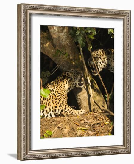 Two Jaguars (Panthera onca) snarling at each other on the riverbank, Pantanal, Brazil. September-Mary McDonald-Framed Photographic Print