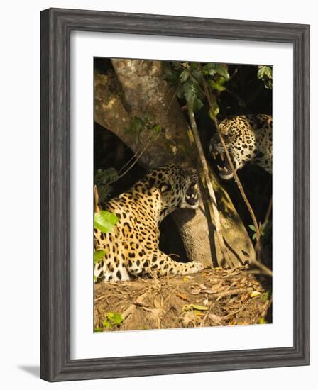 Two Jaguars (Panthera onca) snarling at each other on the riverbank, Pantanal, Brazil. September-Mary McDonald-Framed Photographic Print