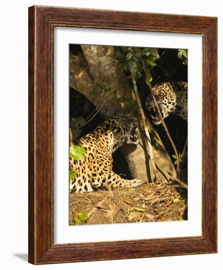 Two Jaguars (Panthera onca) snarling at each other on the riverbank, Pantanal, Brazil. September-Mary McDonald-Framed Photographic Print