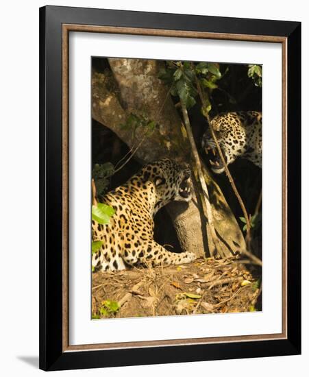 Two Jaguars (Panthera onca) snarling at each other on the riverbank, Pantanal, Brazil. September-Mary McDonald-Framed Photographic Print