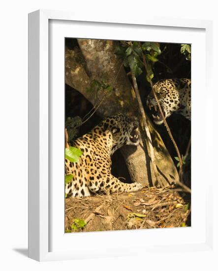 Two Jaguars (Panthera onca) snarling at each other on the riverbank, Pantanal, Brazil. September-Mary McDonald-Framed Photographic Print