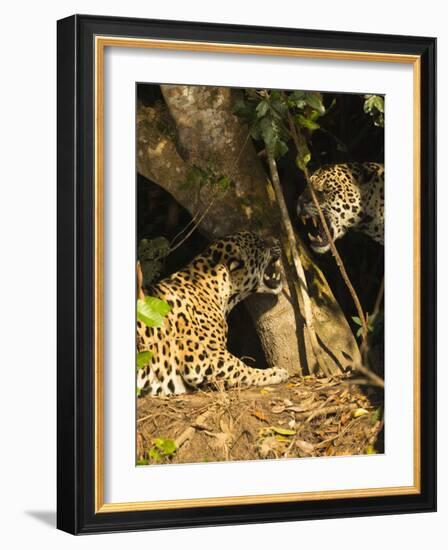 Two Jaguars (Panthera onca) snarling at each other on the riverbank, Pantanal, Brazil. September-Mary McDonald-Framed Photographic Print