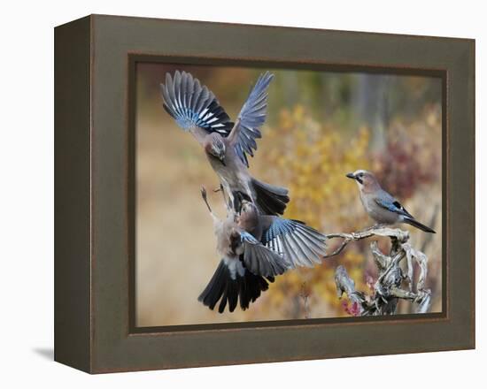 Two jays two fighting in mid-air, Norway-Markus Varesvuo-Framed Premier Image Canvas