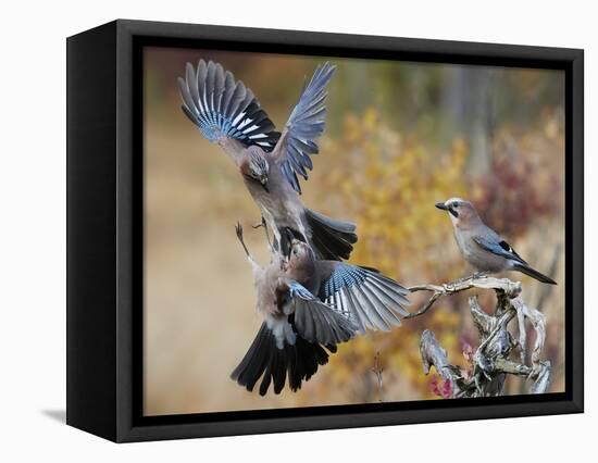 Two jays two fighting in mid-air, Norway-Markus Varesvuo-Framed Premier Image Canvas