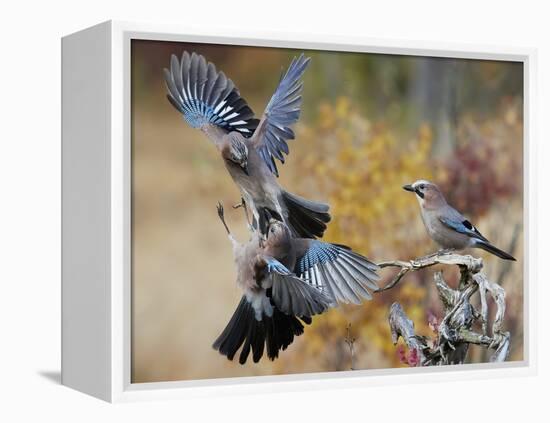 Two jays two fighting in mid-air, Norway-Markus Varesvuo-Framed Premier Image Canvas