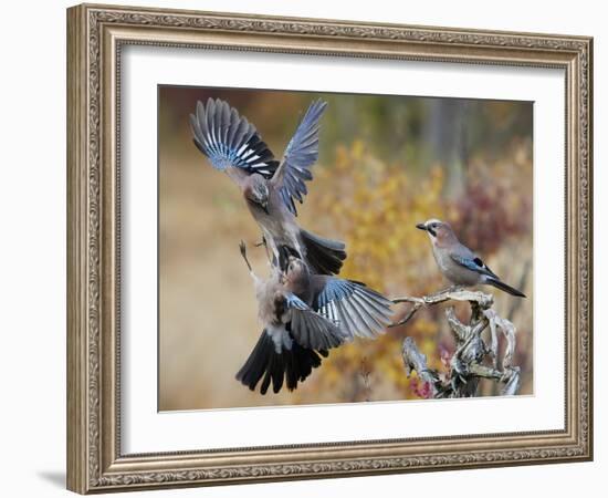 Two jays two fighting in mid-air, Norway-Markus Varesvuo-Framed Photographic Print