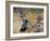 Two jays two fighting in mid-air, Norway-Markus Varesvuo-Framed Photographic Print