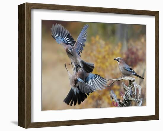 Two jays two fighting in mid-air, Norway-Markus Varesvuo-Framed Photographic Print