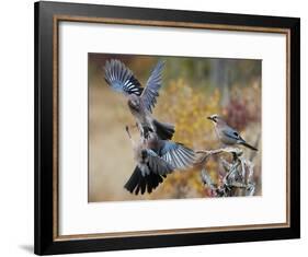 Two jays two fighting in mid-air, Norway-Markus Varesvuo-Framed Photographic Print