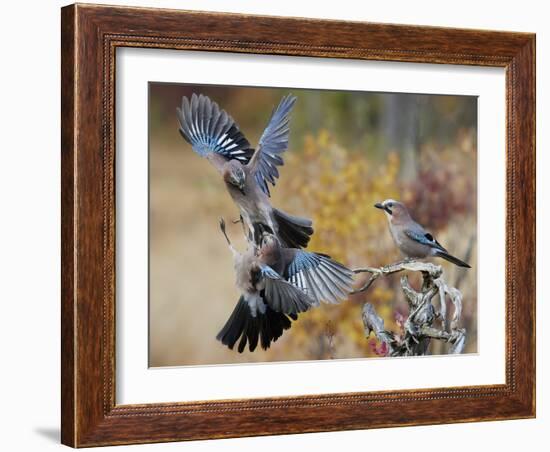 Two jays two fighting in mid-air, Norway-Markus Varesvuo-Framed Photographic Print