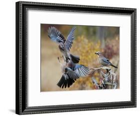 Two jays two fighting in mid-air, Norway-Markus Varesvuo-Framed Photographic Print