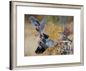 Two jays two fighting in mid-air, Norway-Markus Varesvuo-Framed Photographic Print