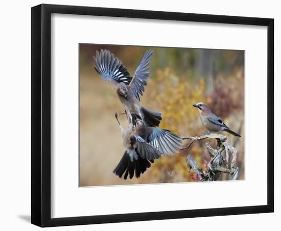 Two jays two fighting in mid-air, Norway-Markus Varesvuo-Framed Photographic Print