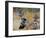 Two jays two fighting in mid-air, Norway-Markus Varesvuo-Framed Photographic Print