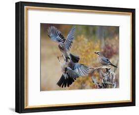 Two jays two fighting in mid-air, Norway-Markus Varesvuo-Framed Photographic Print
