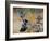 Two jays two fighting in mid-air, Norway-Markus Varesvuo-Framed Photographic Print