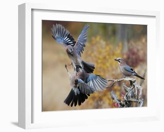 Two jays two fighting in mid-air, Norway-Markus Varesvuo-Framed Photographic Print