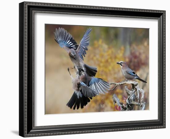 Two jays two fighting in mid-air, Norway-Markus Varesvuo-Framed Photographic Print