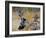 Two jays two fighting in mid-air, Norway-Markus Varesvuo-Framed Photographic Print